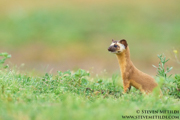 PINNIPEDS, WEASELS, OTTERS, AND OTHER MAMMALS